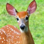 آهو خانم بالا بلند