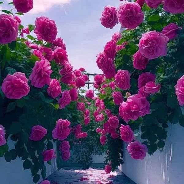 دانلود آهنگ من اولین و آخرین خریدار اداتم دانلود آهنگ من اولین و آخرین خریدار اداتم