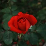 دنن آیریلیرام سنن