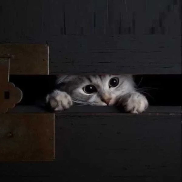 دانلود ریمیکس دیجی ورسی الکل 2