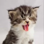 گودوما گودو