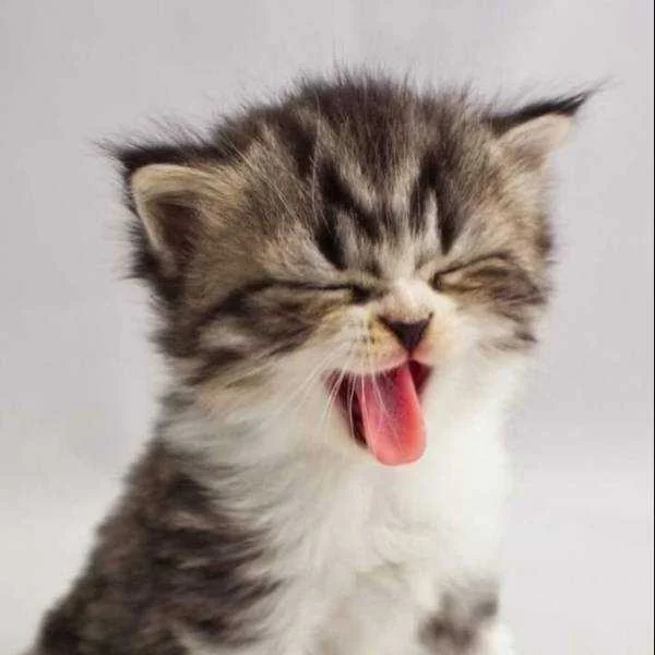 دانلود آهنگ گودوما گودو دانلود آهنگ گودوما گودو