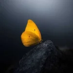 میزنم سنگتو‌ به سینه کور شه چشمی که بخواد غمتو ببینه