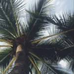 زیر نخلا رقصیدیم تو جزیره