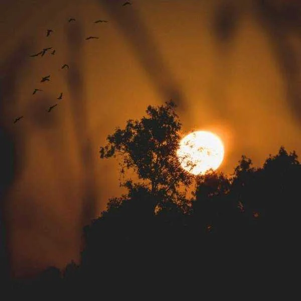 دانلود آهنگ آی دلبرم آی دلبر ای از همه عزیزتر