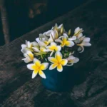 بوی گل و سوسن و یاسمن آید