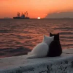 بلا ملا فداتم معتاد خنده هاتم