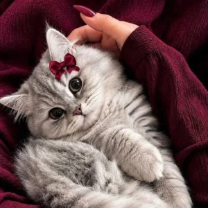 آهنگ تو که ماچ دوست داری میخوای تورو ماچ کنم