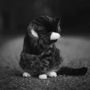 آهنگ آخه تو به چه حقی میری و میای سردی